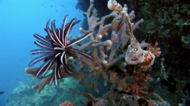 Motley deniz lily derisidikenliler sualtı Maldivler deniz yatağı üzerinde Crinoidea sınıfı.