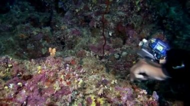 Dalgıç ve omurgasızını el Coryphella verrucosa sualtı Maldivler sülük.