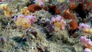 Nudibranch Slug deniz yumuşakça Maldivler sualtı deniz dibinin arka plan üzerinde.