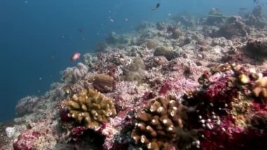 Maldivler 'de mercan resifi su altında inanılmaz deniz yatağı.