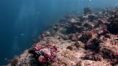 Maldivler 'de mercan resifi su altında inanılmaz deniz yatağı.