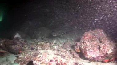 Maldivler muhteşem deniz dibinin arka plan üzerinde su altında balık sürüsü.