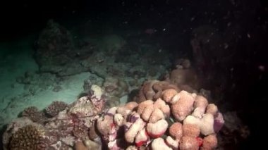 Maldivler sabit mercan sualtı şaşırtıcı deniz dibinin.