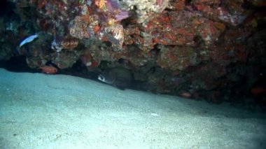 Mercan sualtı deniz dibinin Maldivler arka plan üzerinde saklanıyor siyah balık lekeli.