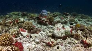 Maldivler muhteşem deniz dibinin arka plan üzerinde su altında balık sürüsü.