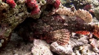 Şaşırtıcı deniz dibinin mercan kayalığı Maldivler arka plan üzerinde taş su altında balık.