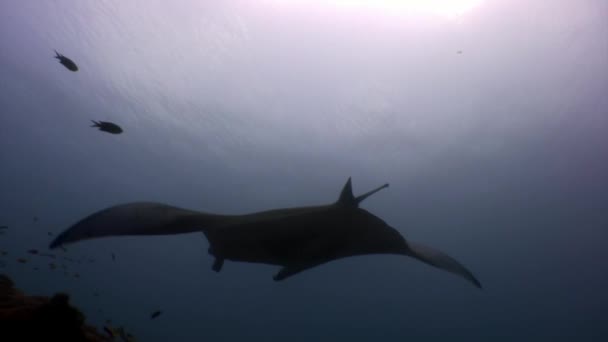 Giant Manta ray ramp fish on background of sun reflection underwater Maldives. — Stock Video