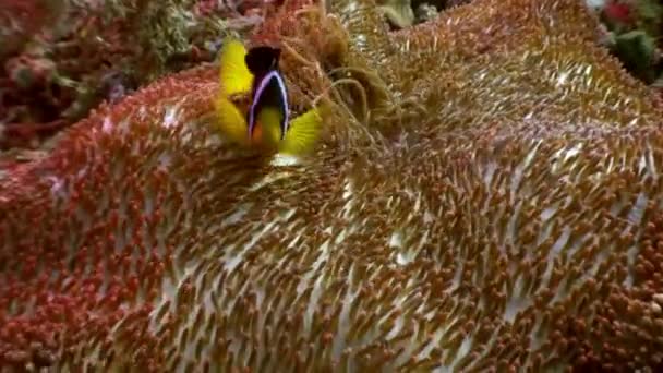 Anemone actinia dan ikan badut oranye terang di dasar laut Maladewa . — Stok Video
