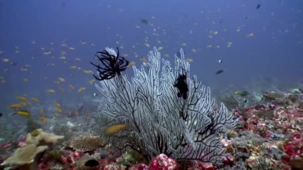 몰디브에 해저에서 수 중 echinoderms의 바다 백합 Crinoidea 클래스 블랙. — 비디오