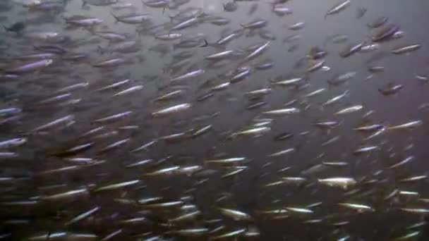 モルディブで海底の背景に多くの魚を水中のほとんどの学校. — ストック動画