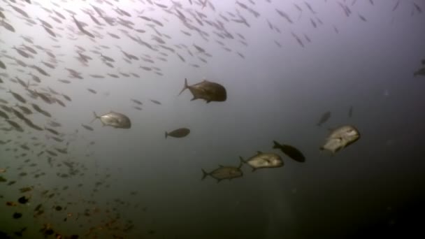Škola tuňákem tuňáka pod vodou při hledání potravy v Maledivách. — Stock video