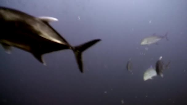 Escuela de atún atún tunny bajo el agua en busca de comida en Maldivas . — Vídeo de stock
