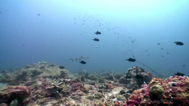 Tiburón de arrecife bajo el agua sobre fondo de reflexión solar en los fondos marinos Maldivas . — Vídeos de Stock