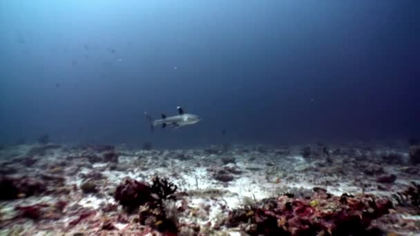 Requin de récif sous-marin sur fond de reflet solaire dans les fonds marins Maldives . — Video