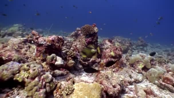 Красивая удивительная рыба под водой на фоне морского дна на Мальдивах . — стоковое видео
