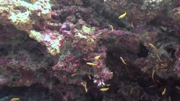 Escuela de peces mariposa bajo el agua en el fondo de los fondos marinos increíbles en Maldivas . — Vídeos de Stock