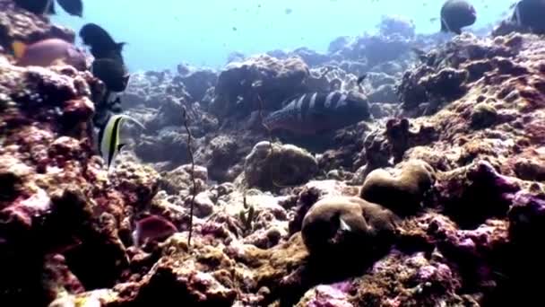 School van butterfly vissen onderwater op achtergrond van verbazingwekkende zeebodem in Maldiven. — Stockvideo