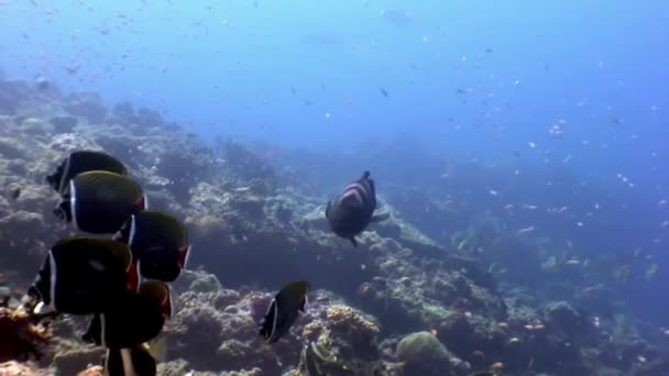 Mooie verbazingwekkend onderwater vissen op de achtergrond van de zeebodem in de Maldiven. — Stockvideo