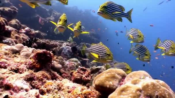 Escuela de peces a rayas gruñón urogallo bajo el agua en el fondo del mar en Maldivas . — Vídeo de stock