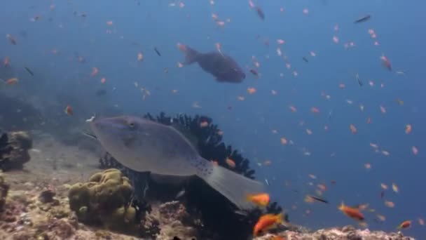 Escuela de peces bajo el agua en el fondo de los fondos marinos increíbles en Maldivas . — Vídeos de Stock