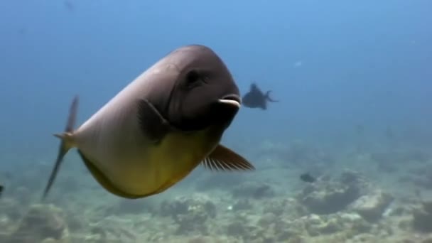 Vackra fantastiska fiskar under vattnet på bakgrund av havsbotten i Maldiverna. — Stockvideo