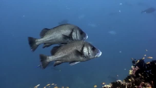 Habitantes subaquáticos no fundo do incrível fundo do mar em Maldivas . — Vídeo de Stock