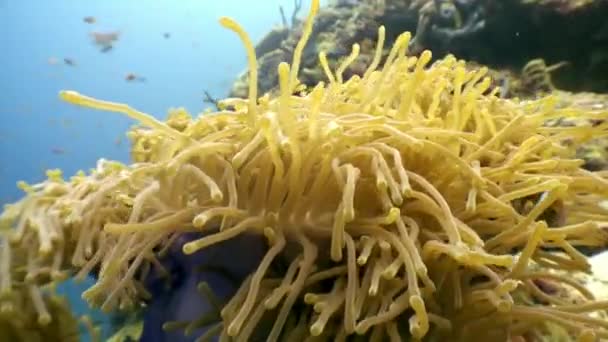 Анемона actinia і яскраві помаранчеві риби-клоуна на морському дні під водою, Мальдіви. — стокове відео