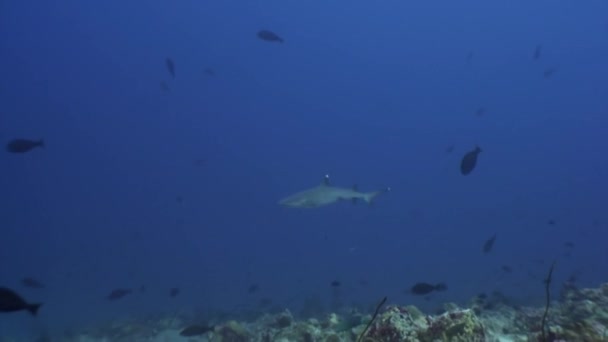 リーフ サメ水中海底モルディブの素晴らしい珊瑚の背景に. — ストック動画