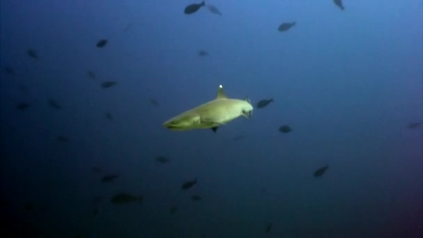 Su altında arka planda deniz dibinin Maldivler muhteşem mercan resif köpekbalığı. — Stok video