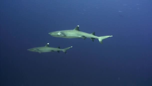 Рифовые акулы под водой на фоне удивительных кораллов на морских Мальдивах . — стоковое видео