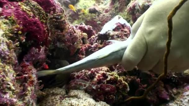 Il subacqueo nutre murene con cibo per pesci dalle mani sott'acqua alle Maldive . — Video Stock