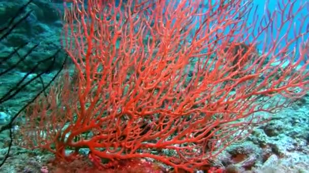 Gorgonaria коралові підводний дивовижні морського дна в Мальдіви. — стокове відео