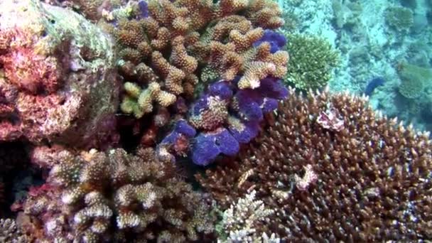 Arrecife de coral bajo el agua increíble fondo marino en Maldivas. — Vídeo de stock