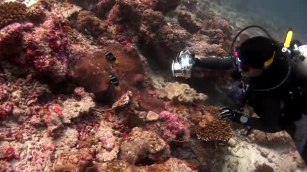 Duiker met camera foto's anemone actinia clown vis onderwater Maldiven. — Stockvideo