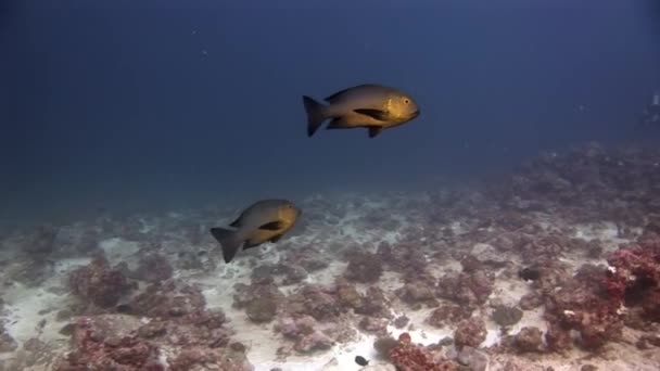 Fische unter Wasser auf dem Meeresgrund der Malediven. — Stockvideo