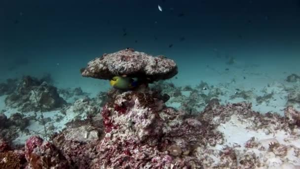 Schöne erstaunliche Fische unter Wasser vor dem Hintergrund des Meeresbodens der Malediven. — Stockvideo