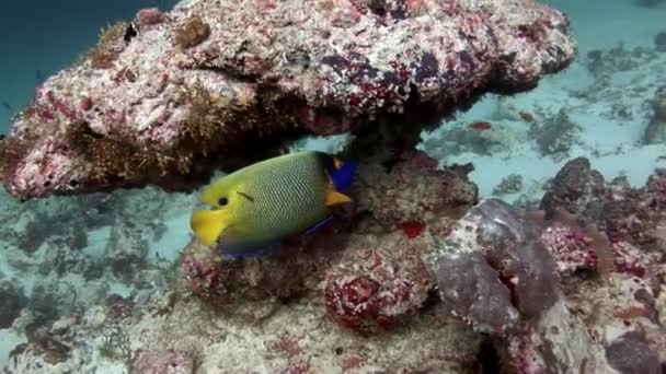 Hermoso pescado increíble bajo el agua en el fondo del fondo marino en Maldivas . — Vídeo de stock