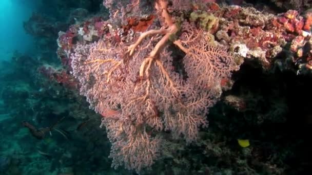 Recife de coral subaquático incrível fundo do mar em Maldivas. — Vídeo de Stock