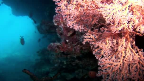 Koraalrif onderwater verbazingwekkende zeebodem in Malediven. — Stockvideo
