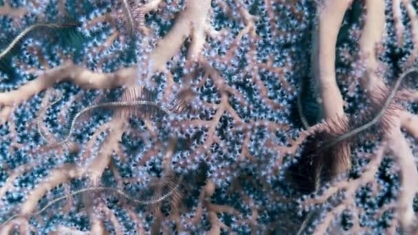 Měkké korály acropora podvodní úžasné mořské dno v Maledivách. — Stock video