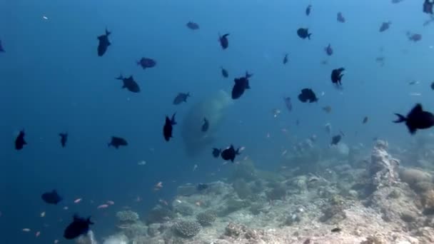 Napoleon und Fischschwärme Lippfische und Taucher unter Wasser auf dem Meeresboden. — Stockvideo