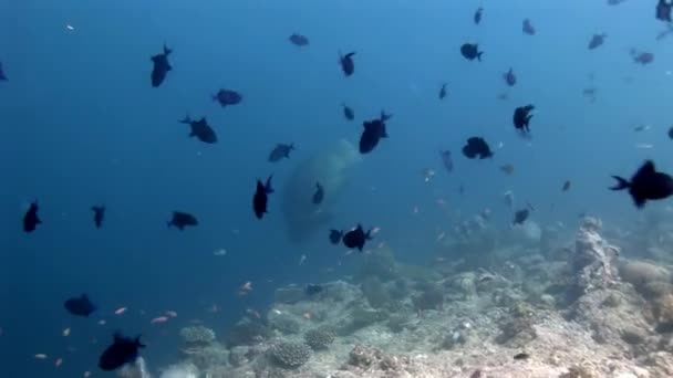 Napoleon en de school van vis wrasse en duikers onderwater op zeebodem. — Stockvideo