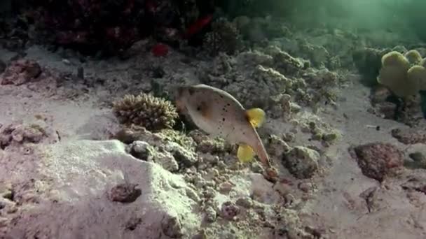 Pufferfishe Kugelfische Tetrodons vis onderwater op verbazingwekkende zeebodem in Maldiven. — Stockvideo