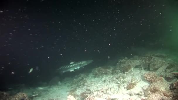 Barracuda ling pez lucio marino bajo el agua sobre el fondo del fondo marino en Maldivas . — Vídeos de Stock