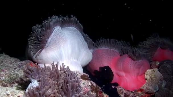 Anémona actinia en el fondo marino submarino de Maldivas . — Vídeos de Stock