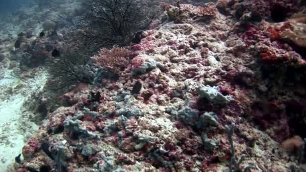 Erstaunlicher Meeresboden unter Wasser auf den Malediven. — Stockvideo