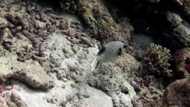 Pufferfishe Kugelfische Tetrodons ryb pod vodou na úžasné mořské dno v Maledivách. — Stock video