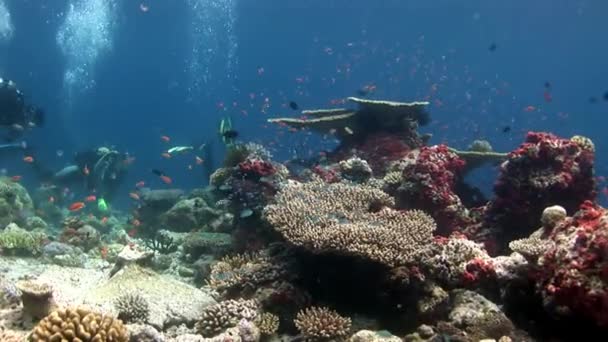 水肺潜水员在珊瑚礁深处游泳. — 图库视频影像