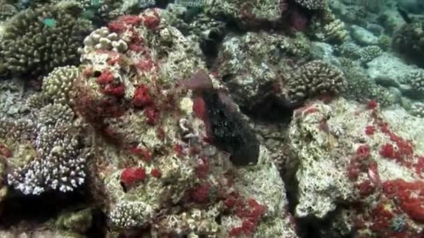 Fischschwärme unter Wasser vor dem Hintergrund des erstaunlichen Meeresbodens auf den Malediven. — Stockvideo