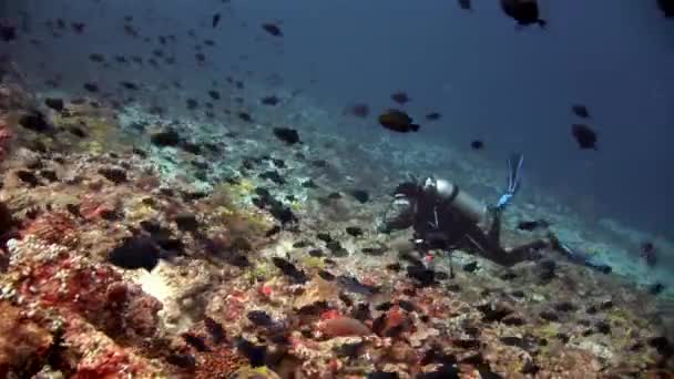 Diver in school of fish underwater on background of amazing seabed in Maldives. — Stock Video